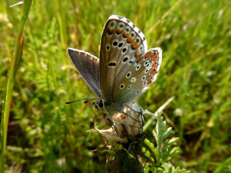 femmine di Polyommatus sp.